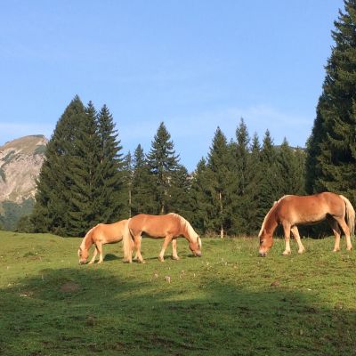 Pferde mit Geigelstein | Lohei - Chalets im Chiemgau