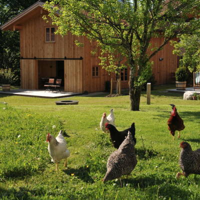 Hühnerwiese am Quittenbaum | Lohei - Chalets im Chiemgau