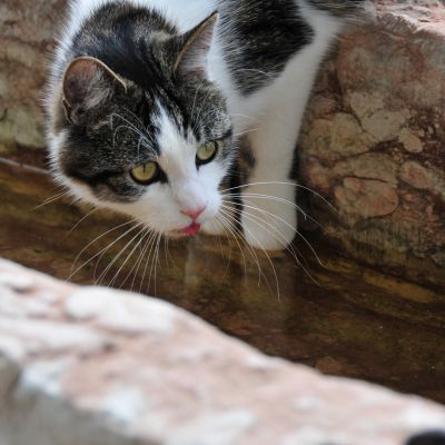 Katze am Wasser | Lohei - Chalets im Chiemgau